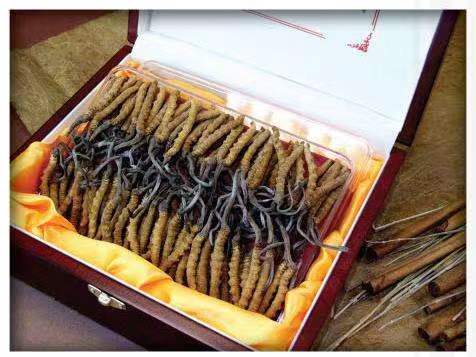 阿拉善右冬虫夏草回收